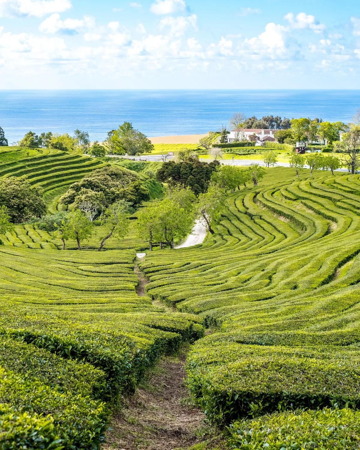 Plantation de thé en terrasses avec vue sur l’océan, Açores