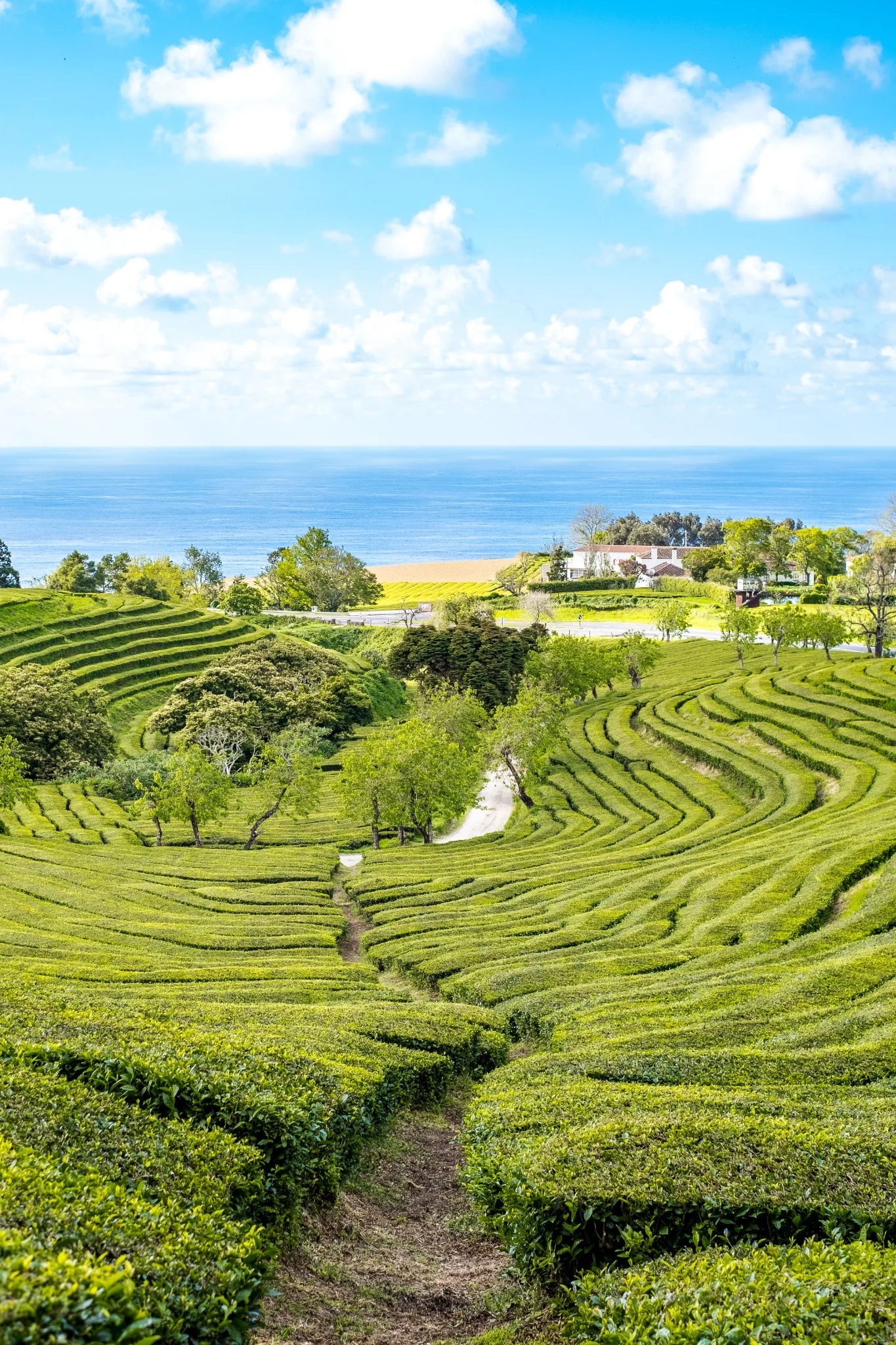 Plantation de thé à São Miguel