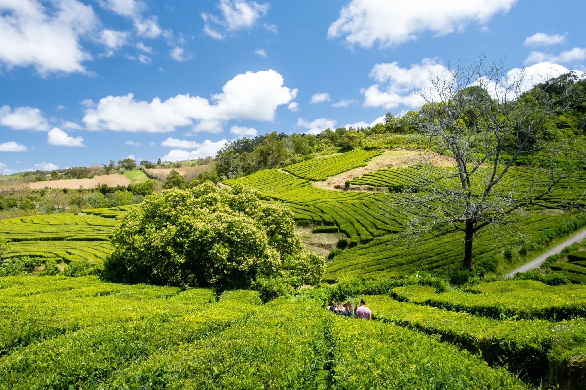 Plantation de thé à São Miguel
